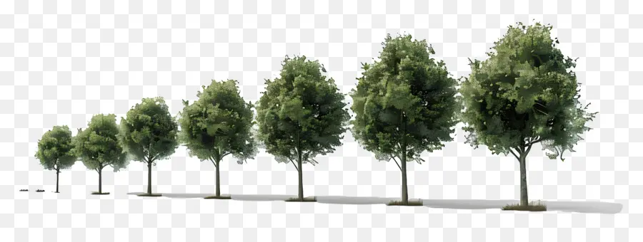 Los árboles，Acera PNG
