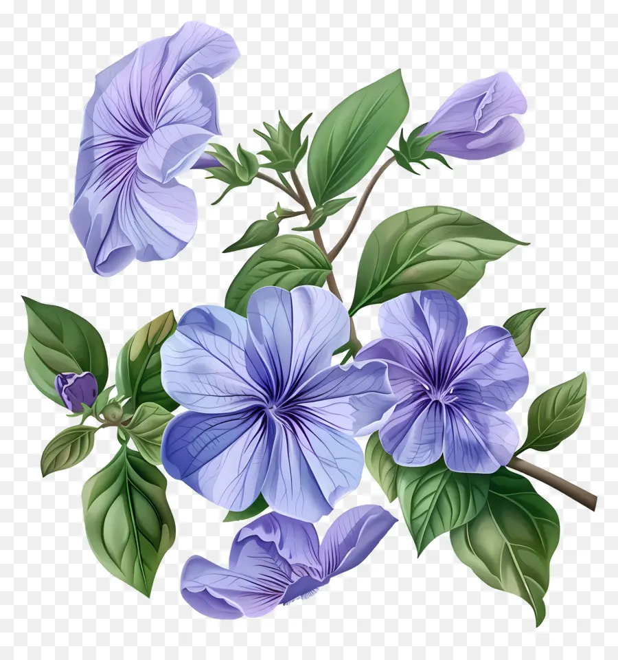Flores De Perijaras，Flores De Color Azul PNG