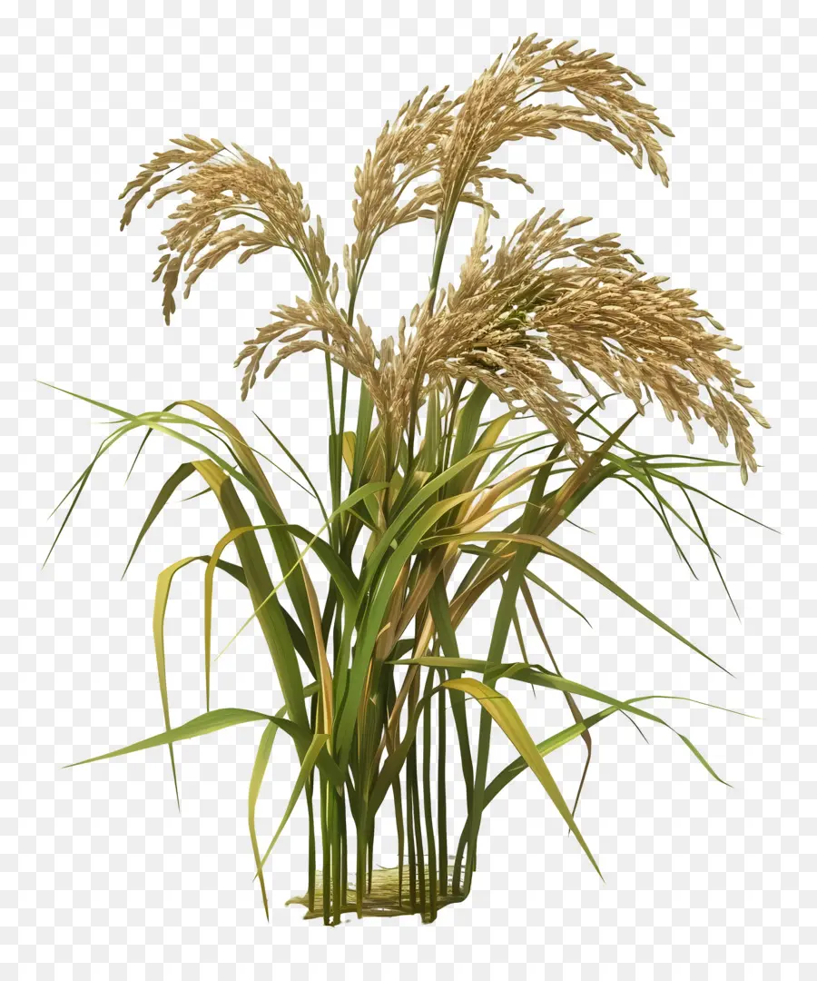 Planta De Arroz，Las Plantas De Arroz PNG