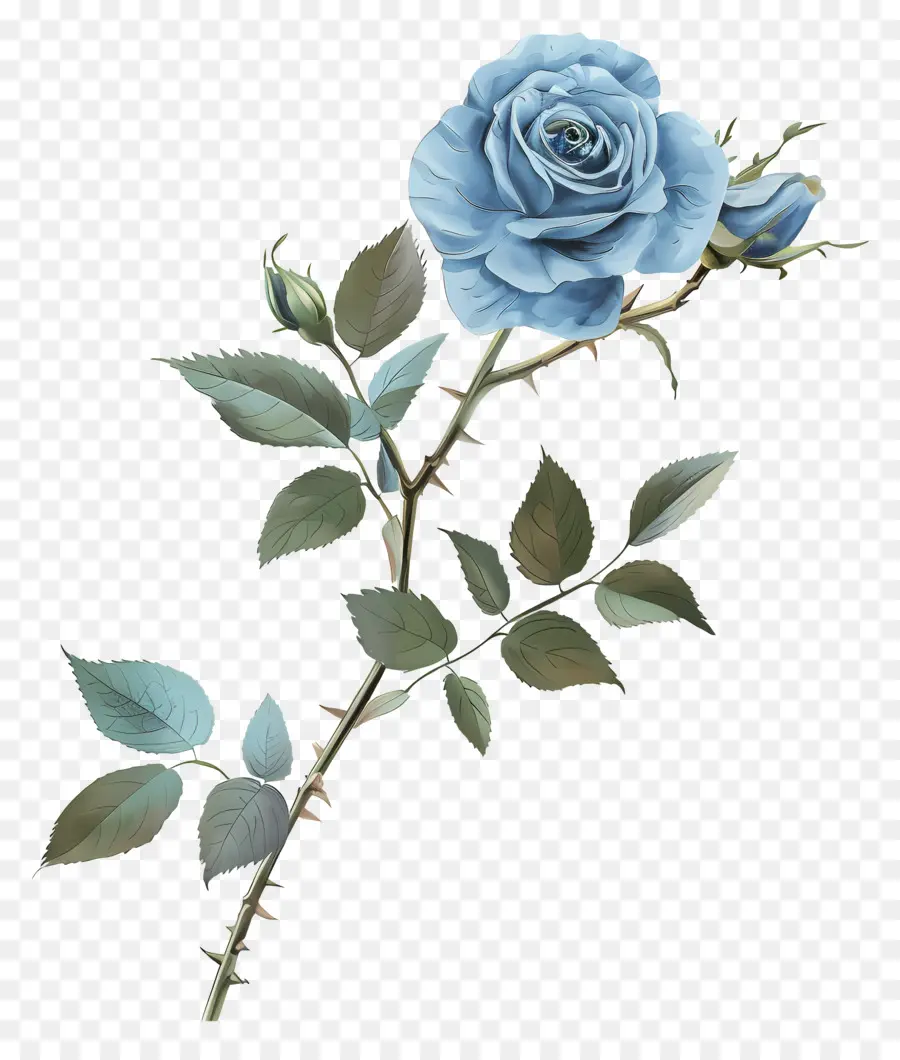 Rosa Azul，Floración PNG