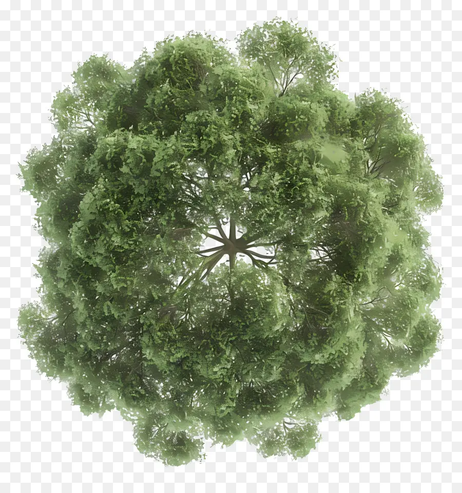 árbol De Plan De，Árbol PNG