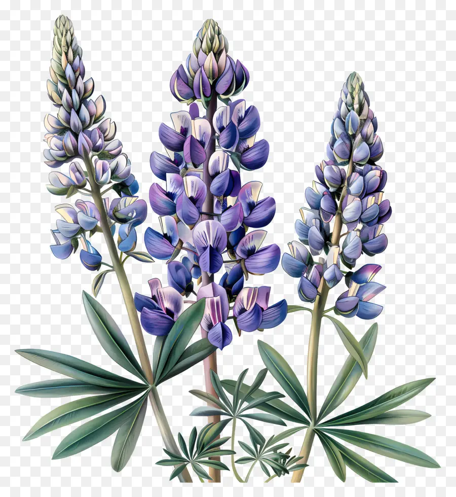 Flor De Lupino，Lupins Azules PNG