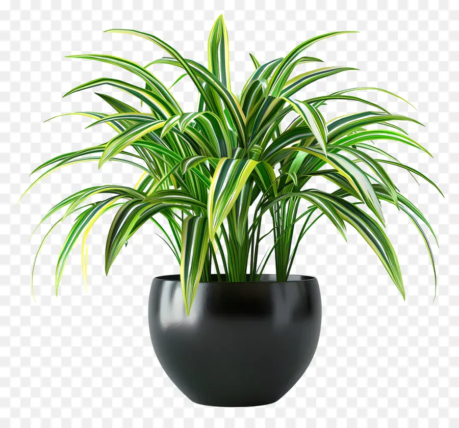 Liriope Abigarrado，Planta En Maceta PNG