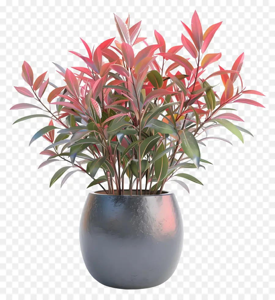 Nandina Domestica，Planta Roja PNG