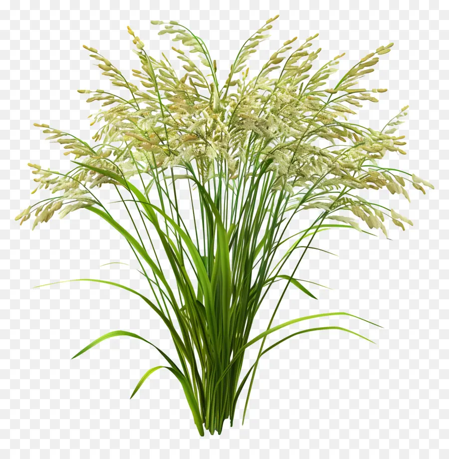 Planta De Arroz，Blancos De Pasto PNG