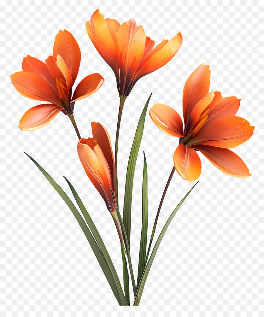 Azafrán Crocus，Flores De Color Naranja PNG