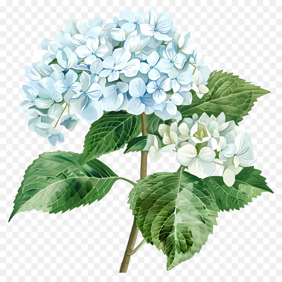 Little Hottie Hydrangea，Flor De Hidrante Azul PNG