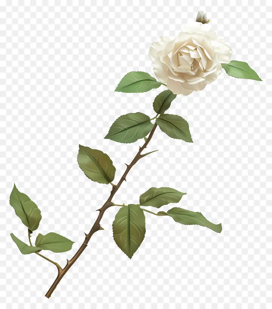 Rosa Blanca，Rosas Blancas PNG