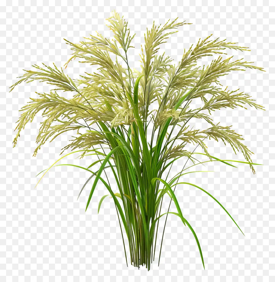 Planta De Arroz，Granos PNG