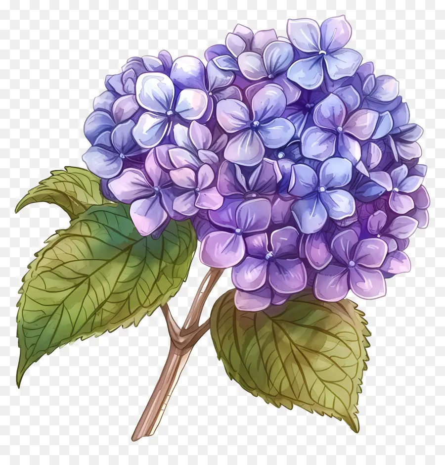 Little Hottie Hydrangea，Azul Hortensia PNG