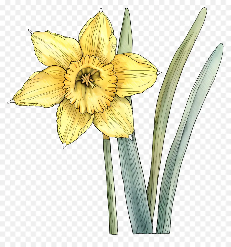 Narciso Amarillo，Narciso PNG