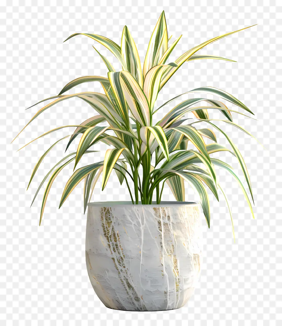 Liriope Abigarrado，Planta De Interior PNG