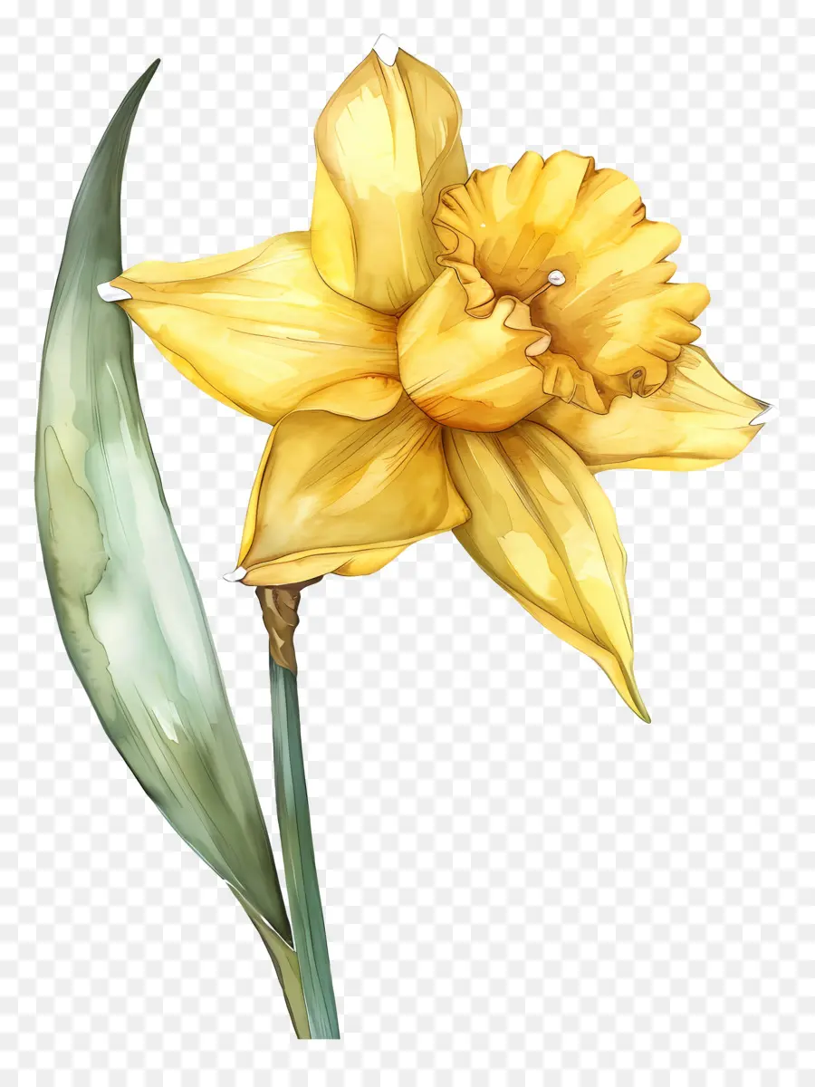 Narciso Amarillo，Narciso PNG