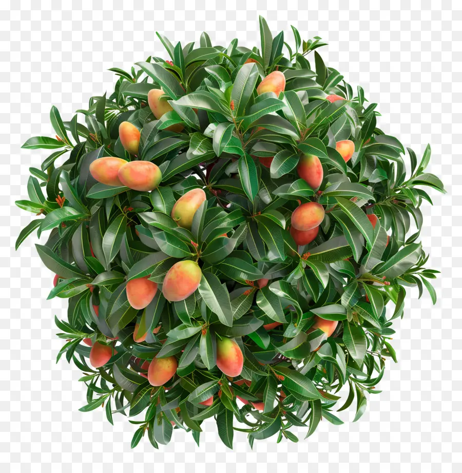 árbol De Mango，árbol De Durazno PNG