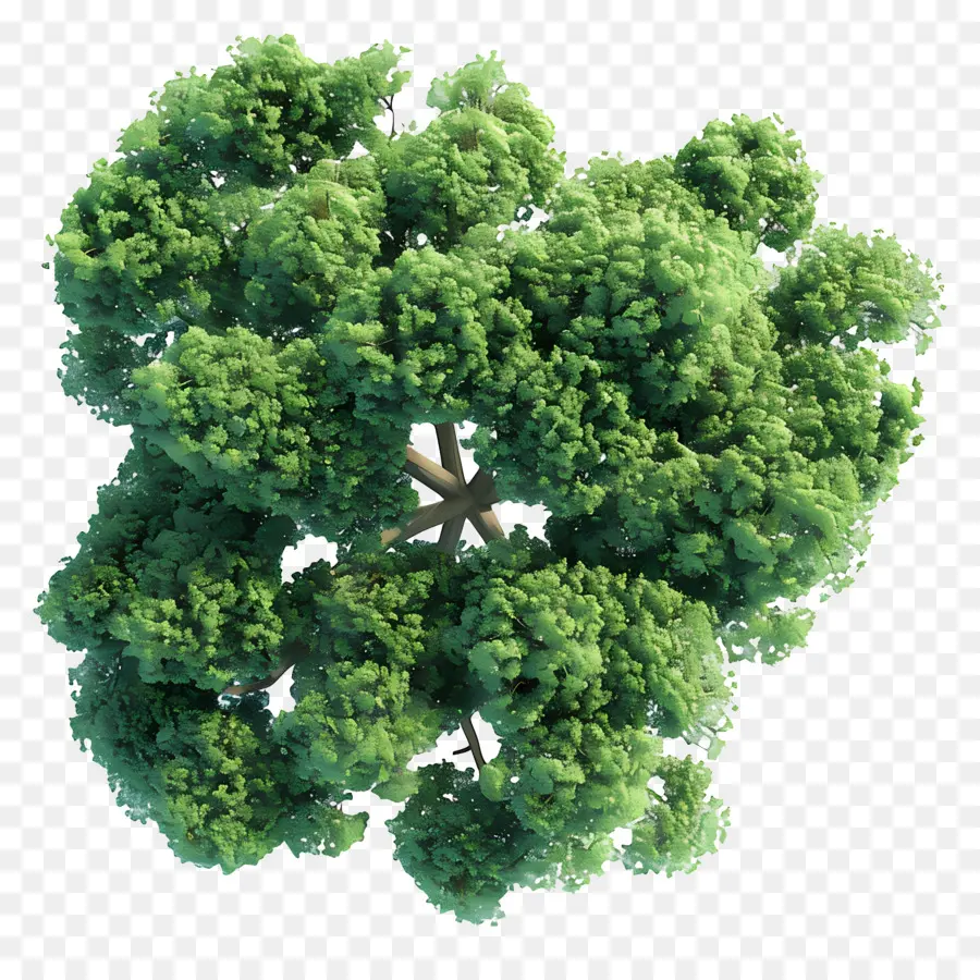 Vista Superior Del árbol，Árbol PNG