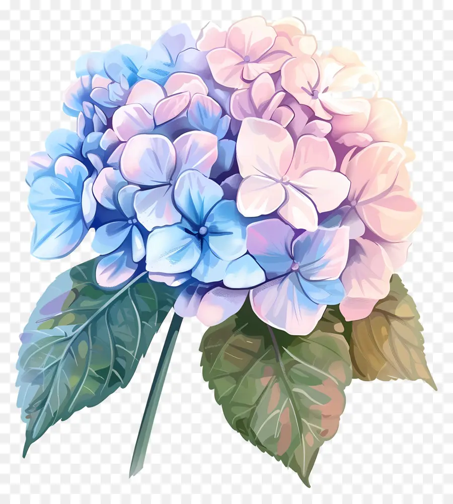 Little Hottie Hydrangea，Flores De Color Azul PNG