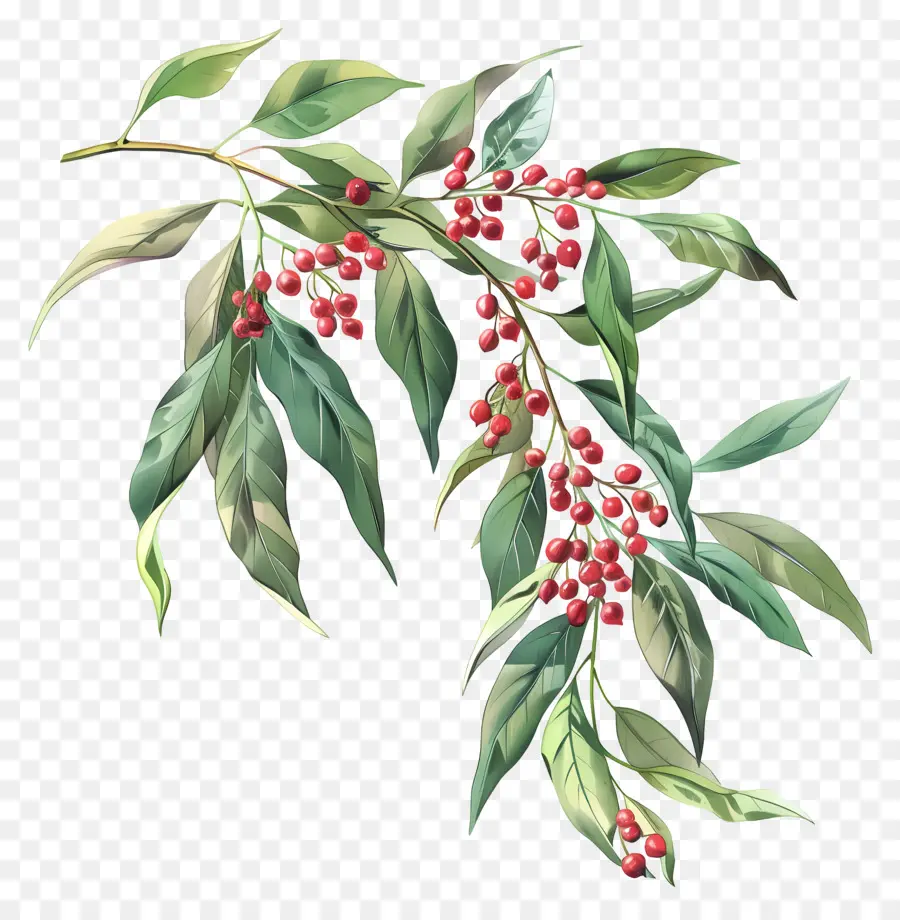 Nandina Domestica，Bayas Rojas PNG