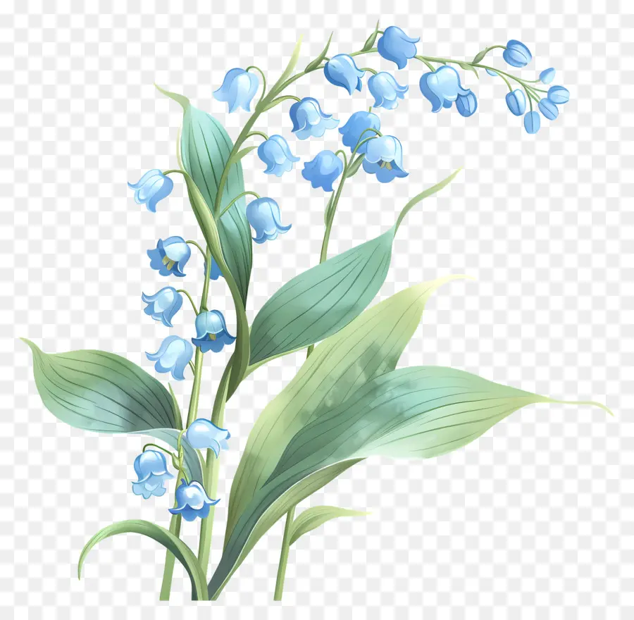 Lirio De Los Valles，Flores De Color Azul PNG