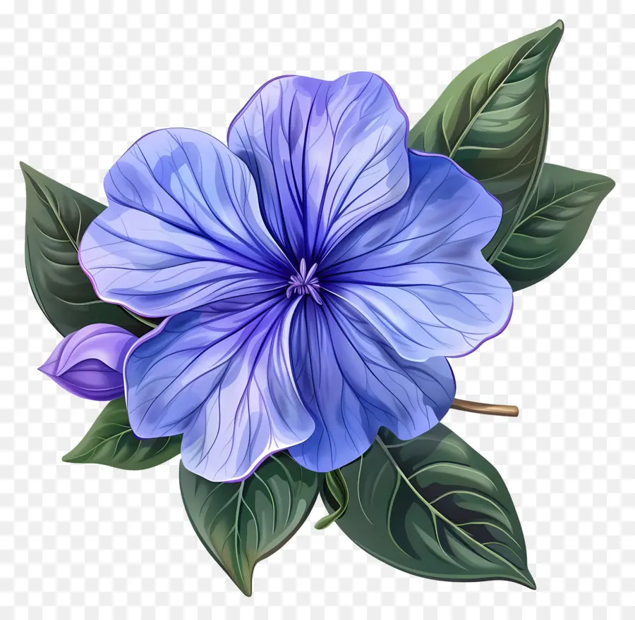 Flor De Periwinkle，Flor Azul PNG