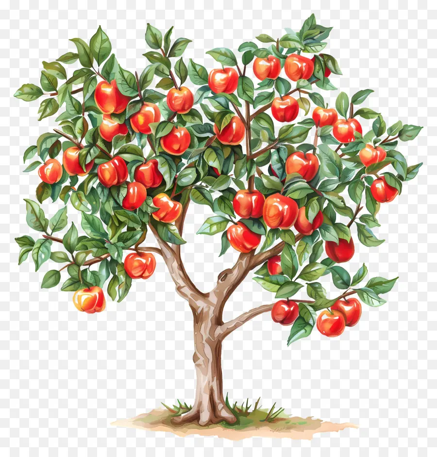 árbol De La Fruta，árbol De Manzana PNG