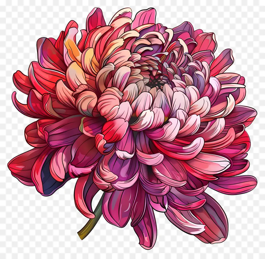 Crisantemo Flor，Crisantemo PNG