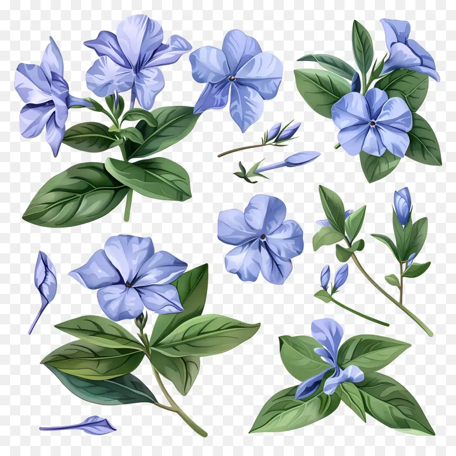 Flores De Perijaras，Pensamiento Azul PNG