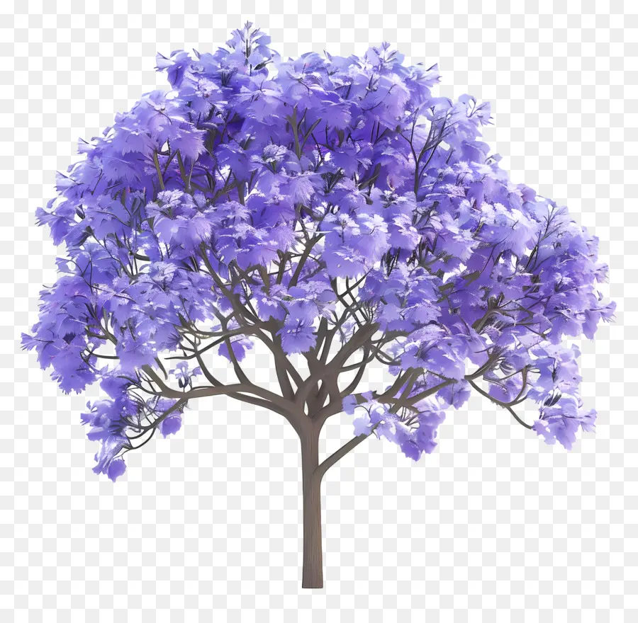 Árbol Azul Jacaranda，Árbol PNG