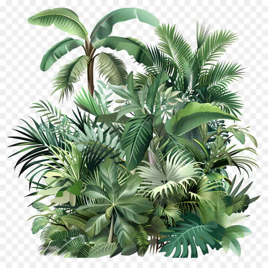 Vegetación Tropical，Hojas Tropicales PNG