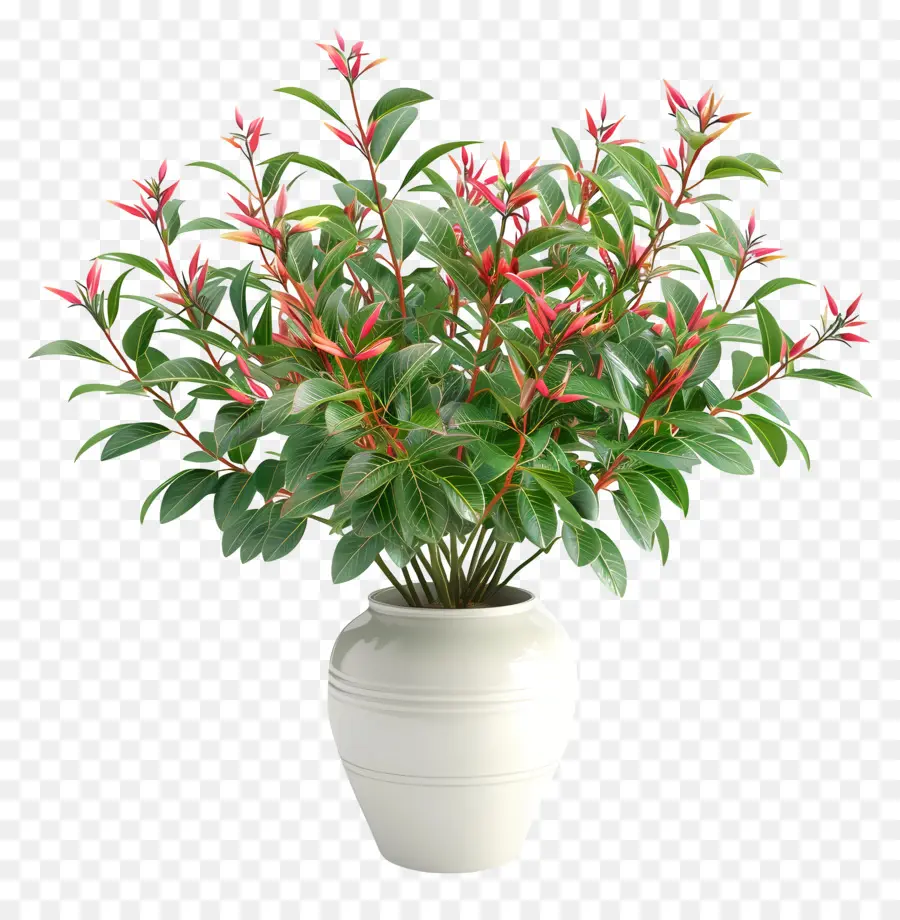 Nandina Domestica，Vaso Blanco PNG