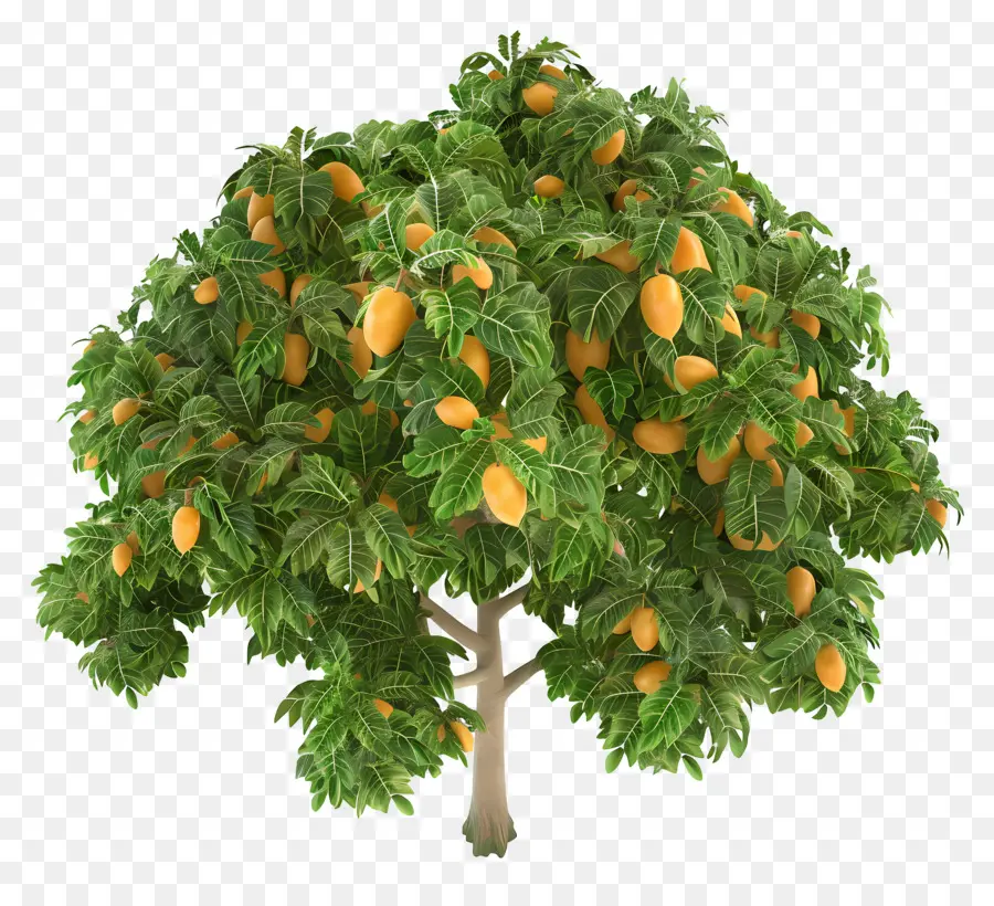 árbol De Mango，Fruta PNG