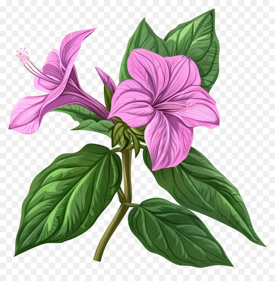 Flor De Bálsamo，Flor Rosa PNG