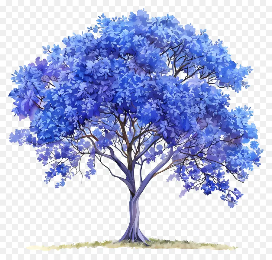 Árbol Azul Jacaranda，Árbol De Hojas Azules PNG