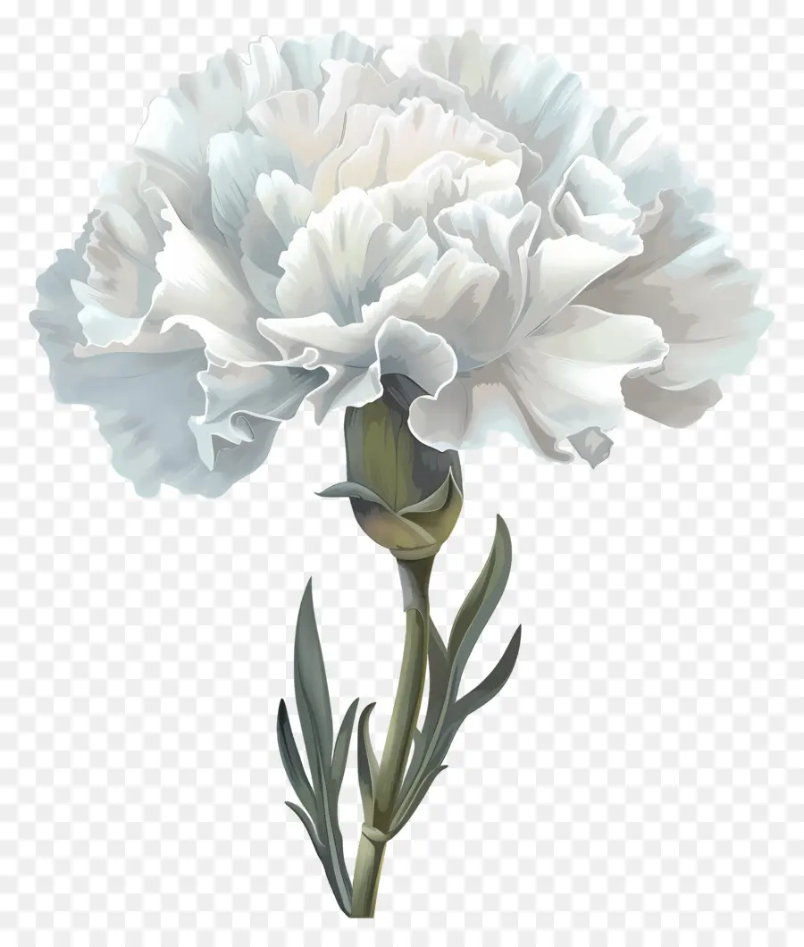 Blanco De Clavícula，Clavel Blanco PNG