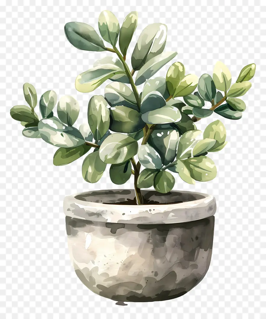 Planta De Jade Abigarrado，Ilustración Acuarela PNG