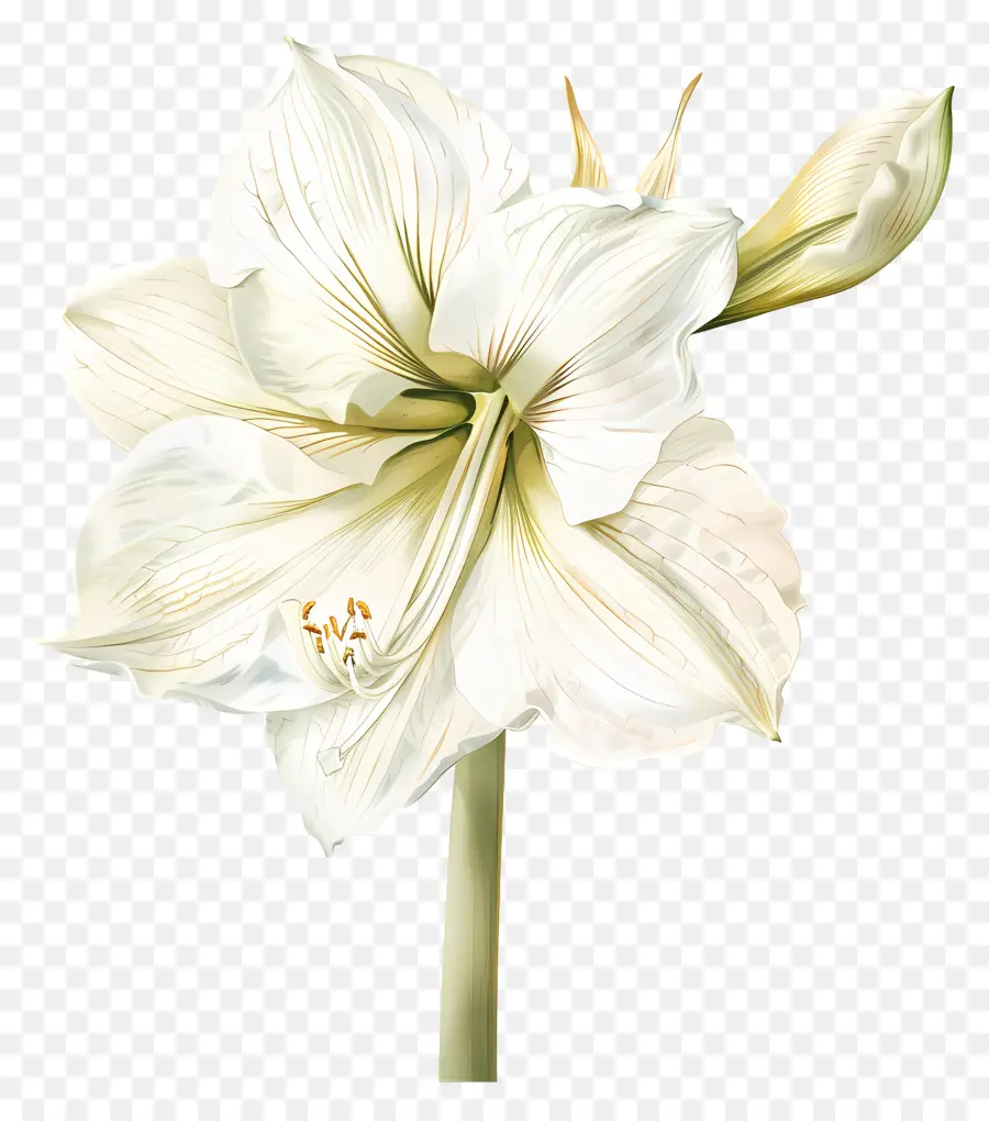 Flor De Amaryllis，Flor Blanca PNG