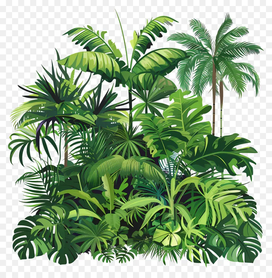 Vegetación Tropical，Plantas Tropicales PNG