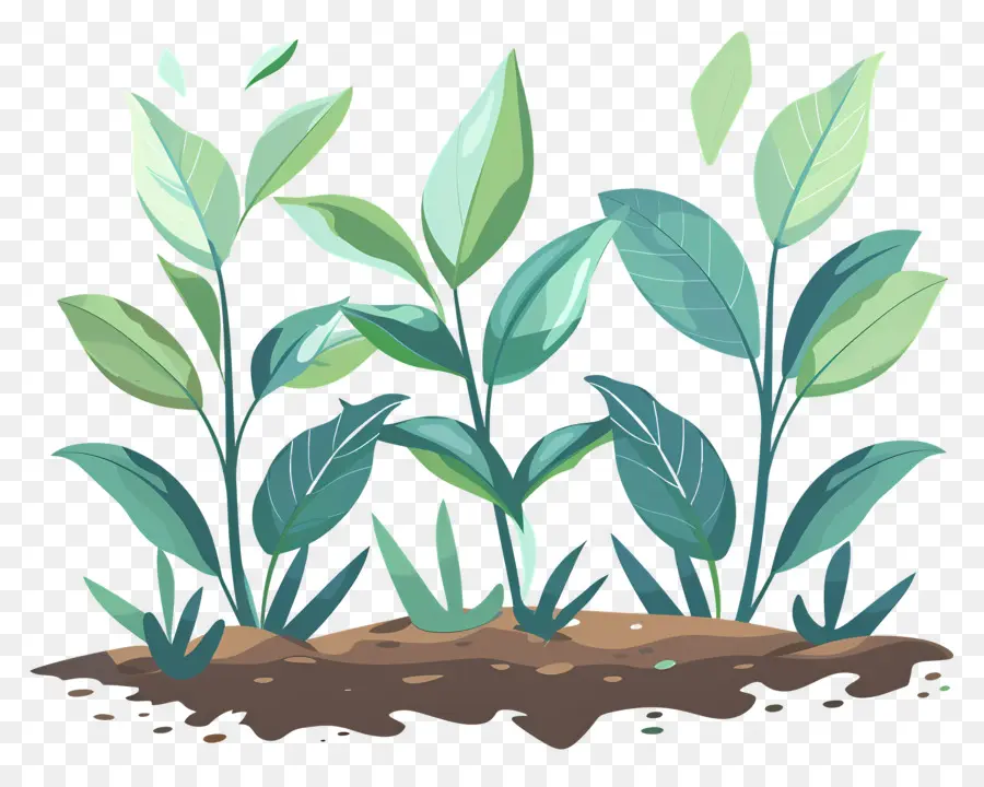 El Crecimiento De Las Plantas，El Crecimiento De La Planta PNG