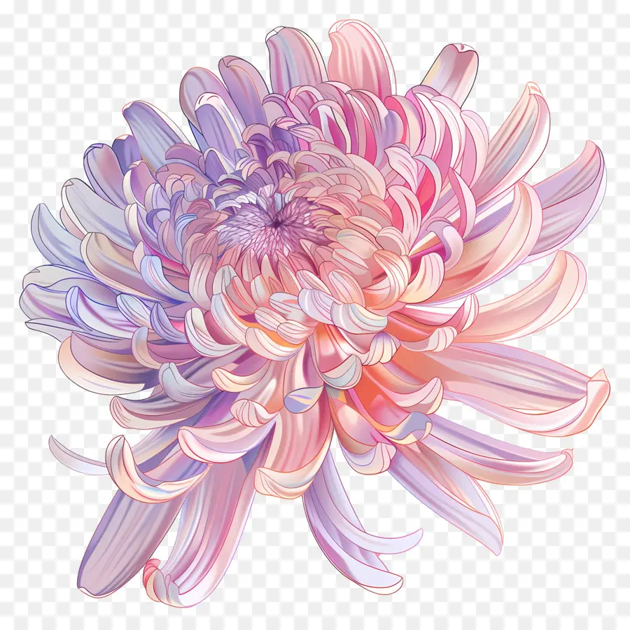 Crisantemo Flor，Crisantemo PNG