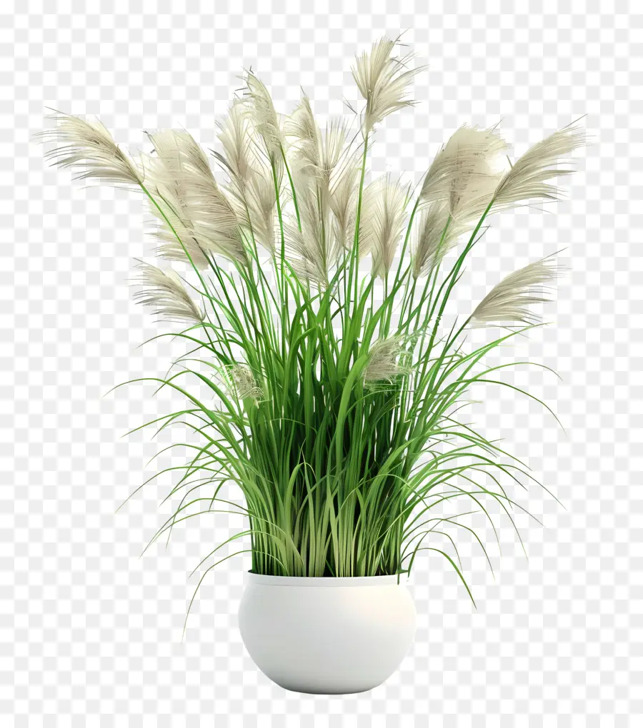 Miscanthus Sinensis，Vaso Blanco PNG