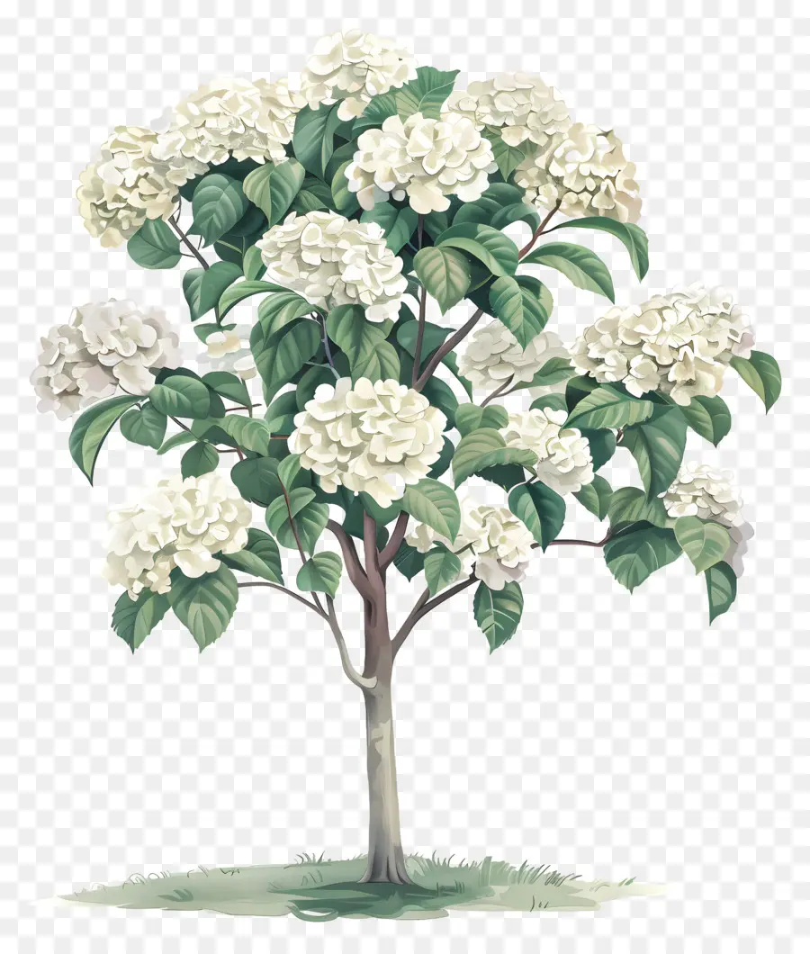 árbol De Hortensias Tropicales，árbol Floreciente PNG