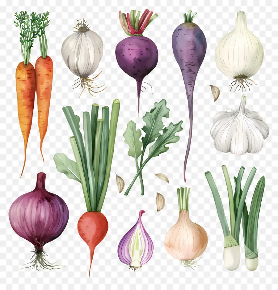 Verduras，Zanahoria PNG