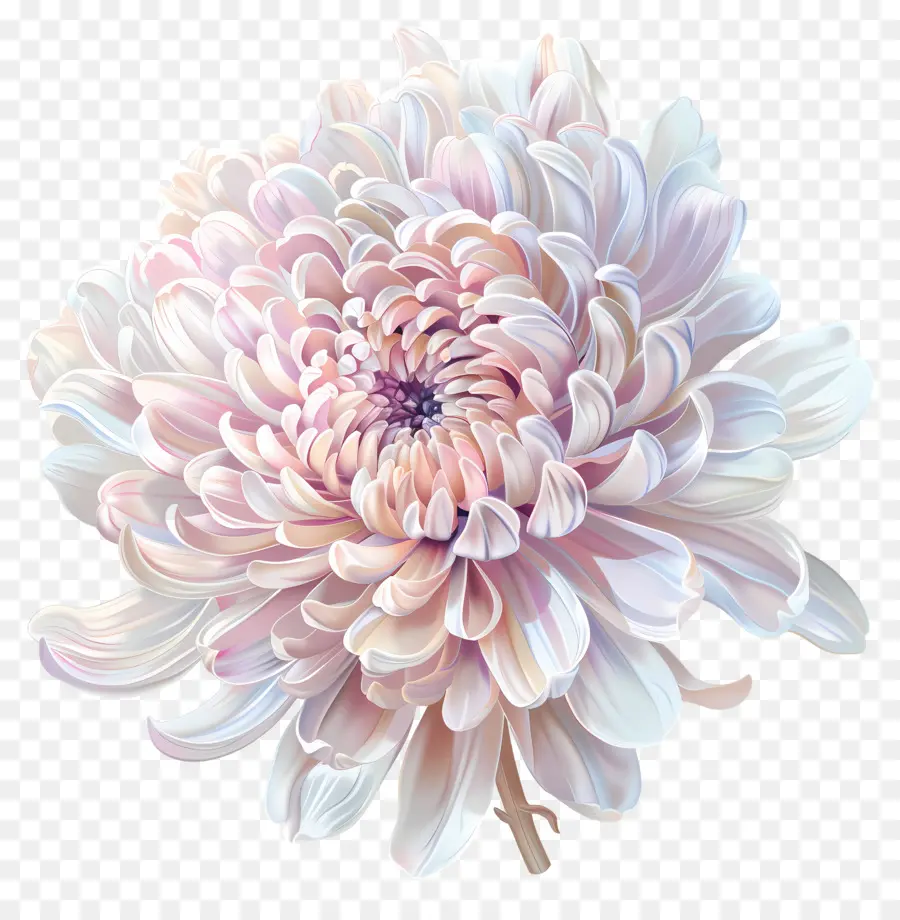 Crisantemo Flor，Crisantemo PNG