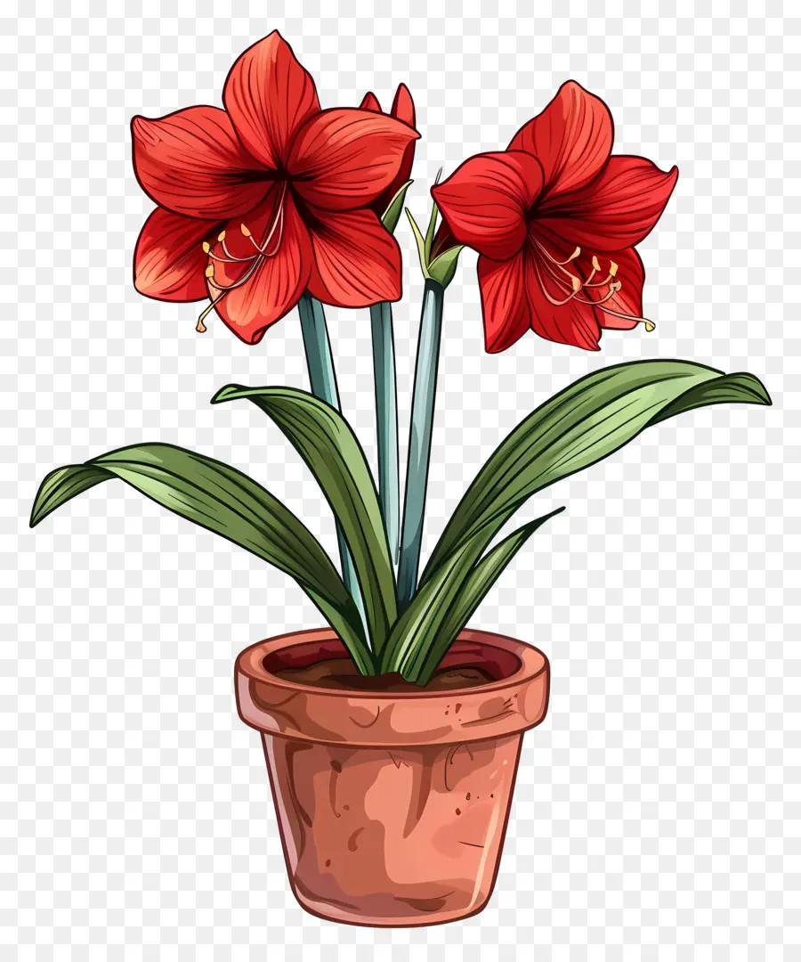 Flor De Amaryllis En Maceta，Amarilis PNG