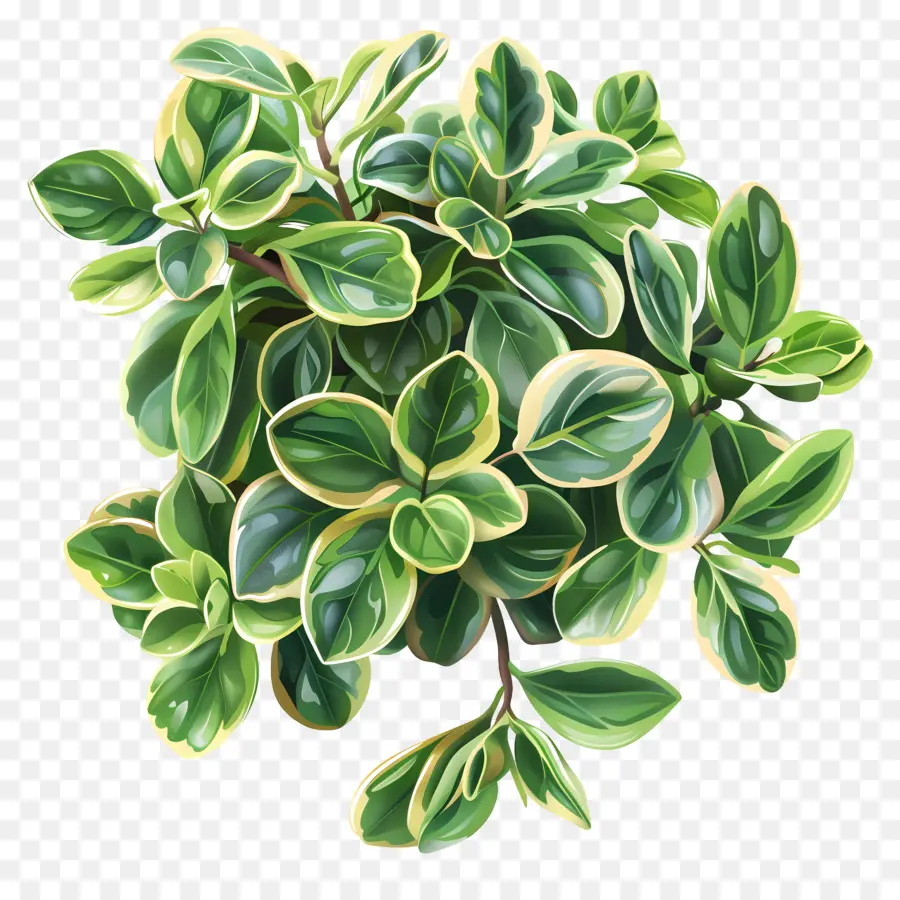 Planta De Jade Abigarrado，Planta De Hoja Verde PNG