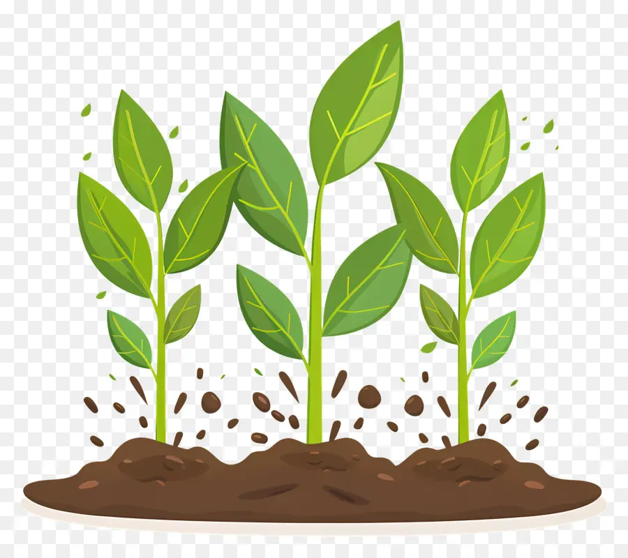 El Crecimiento De Las Plantas，Semillas De Planta PNG