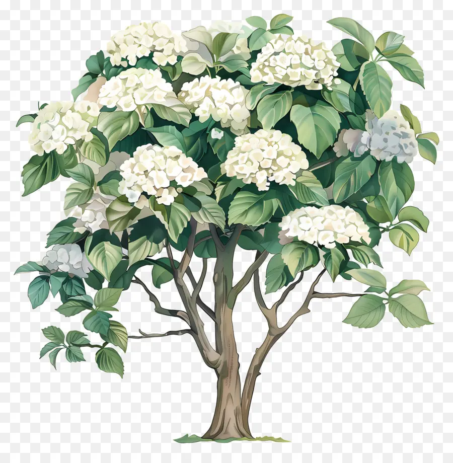 árbol De Hortensias Tropicales，árbol Floreciente PNG