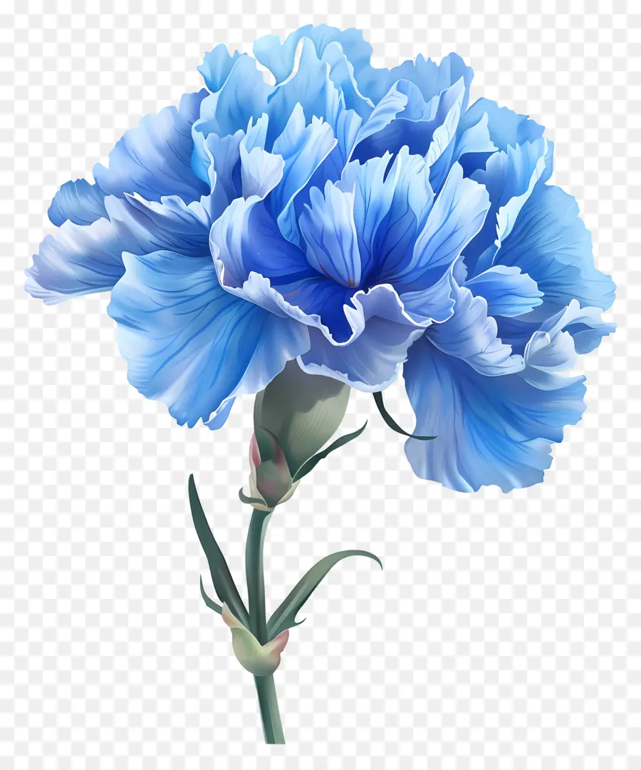 Clavel Azul，Flor Azul PNG