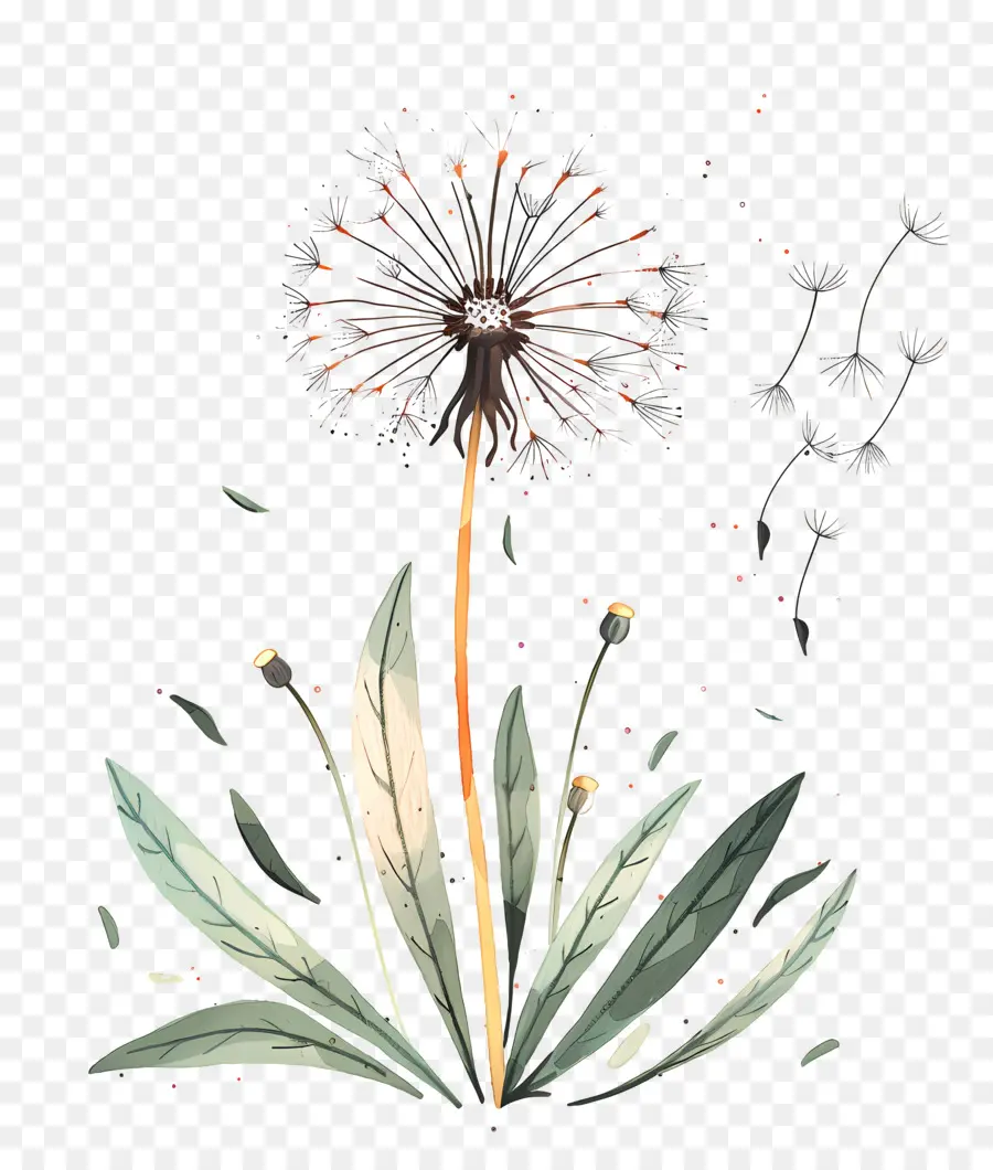 Diente De León，Flor PNG