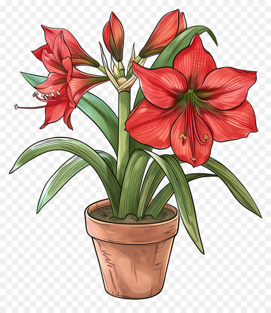 Flor De Amaryllis En Maceta，Planta Amel PNG