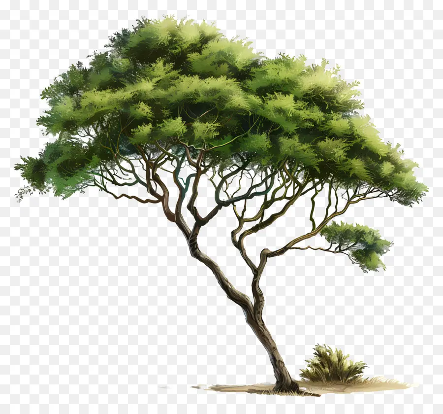 árbol De Acacia，Desierto PNG